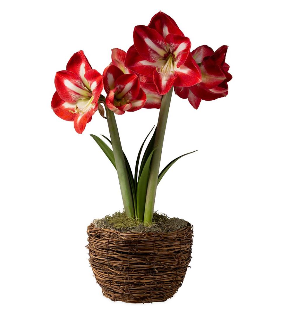 Plow & Hearth Home Accents | Indoor Living Potted 'Design' Amaryllis Bulb In Woven Basket