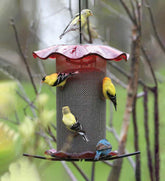 Plow & Hearth Bird Feeders | Yard & Garden Acrylic And Stainless Steel Hanging Nyjer Bird Feeder - Red