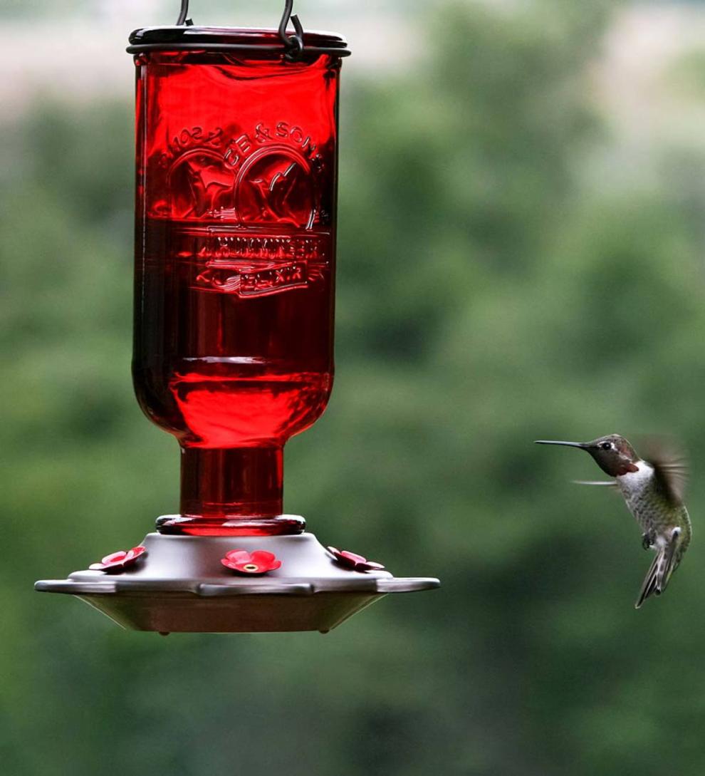 Plow & Hearth Bird Feeders | Yard & Garden Elixir 13-Ounce Vintage-Style Bottle Hummingbird Feeder