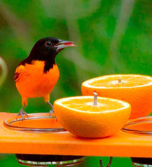 Plow & Hearth Bird Feeders | Yard & Garden Recycled Plastic Poly-Lumber Oriole Bird Feeder