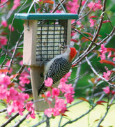 Plow & Hearth Bird Feeders | Yard & Garden Single Cake Suet Feeder