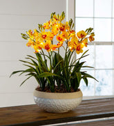 Plow & Hearth Garden Accents | Indoor Living Lighted Faux Yellow Cymbidium Orchid Arrangement With Timer