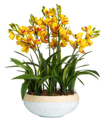 Plow & Hearth Garden Accents | Indoor Living Lighted Faux Yellow Cymbidium Orchid Arrangement With Timer