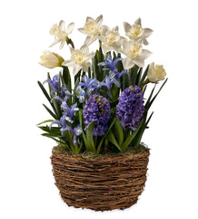 Plow & Hearth Garden Accents | Indoor Living Three Months Of Spring Flower Bulb Gift Gardens