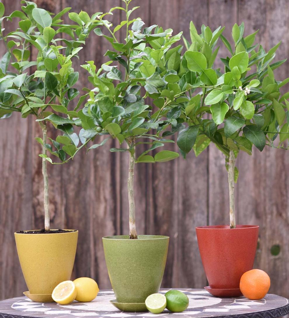 Plow & Hearth Home Accents | Indoor Living Citrus Tree In Colorful Rice Hull Pot - Lemon