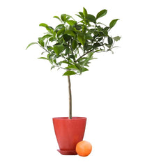 Plow & Hearth Home Accents | Indoor Living Citrus Tree In Colorful Rice Hull Pot - Lemon
