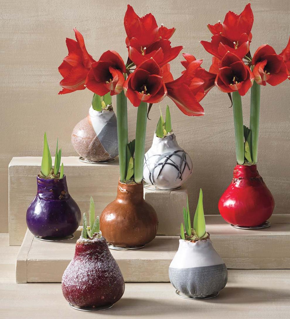 Plow & Hearth Home Accents | Indoor Living Waxed Self-Contained Amaryllis Flower Bulb Gift - Black With Snow