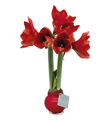 Plow & Hearth Home Accents | Indoor Living Waxed Self-Contained Amaryllis Flower Bulb Gift - Black With Snow