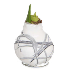 Plow & Hearth Home Accents | Indoor Living Waxed Self-Contained Amaryllis Flower Bulb Gift - Black With Snow