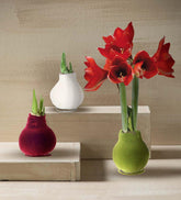 Plow & Hearth Home Accents | Indoor Living Waxed Self-Contained Amaryllis Flower Bulb Gift With Velvet Finish - Bordeaux