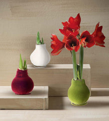 Plow & Hearth Home Accents | Indoor Living Waxed Self-Contained Amaryllis Flower Bulb Gift With Velvet Finish - Bordeaux