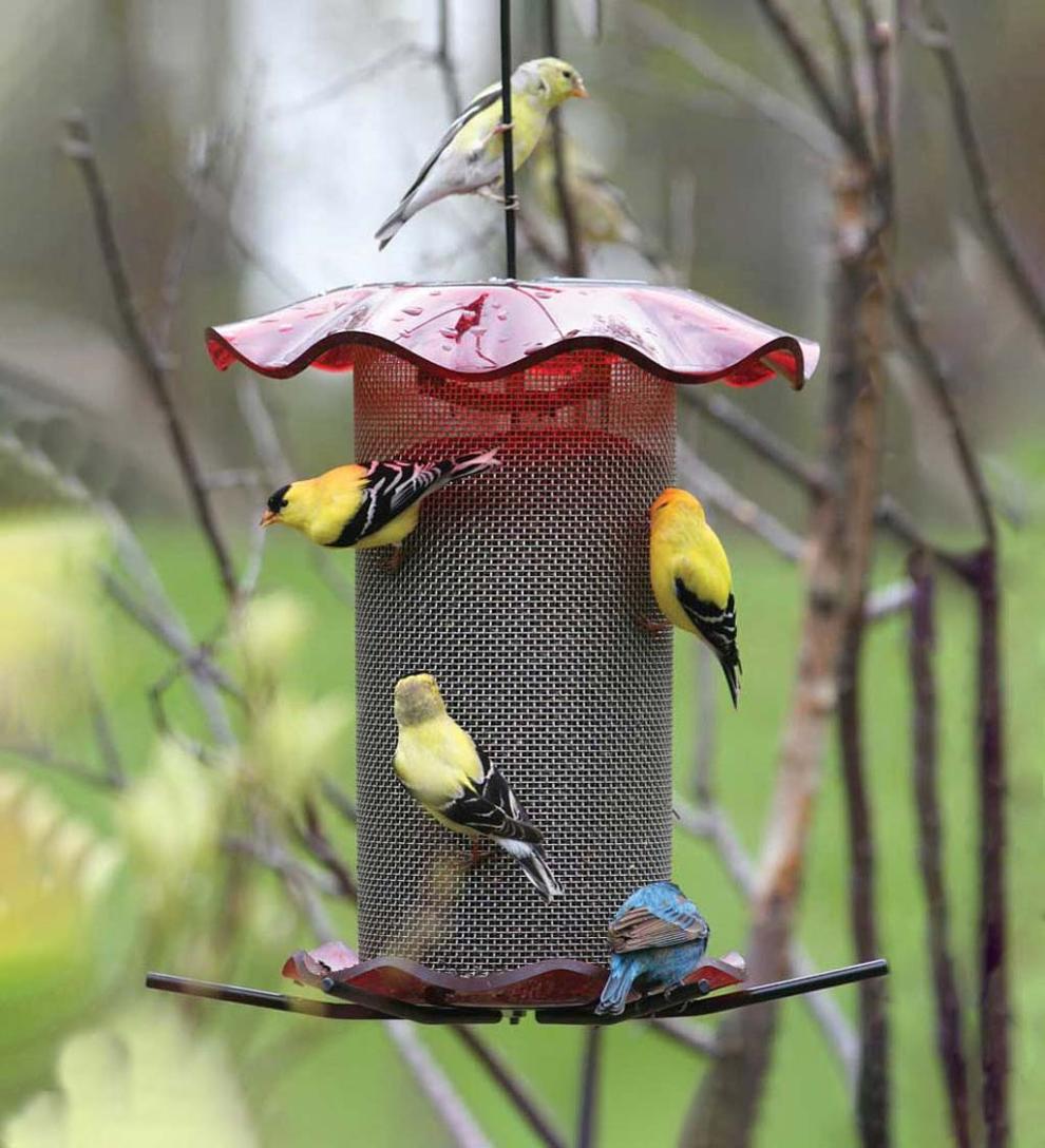 Plow &amp; Hearth Bird Feeders | Yard &amp; Garden Acrylic And Stainless Steel Hanging Nyjer Bird Feeder - Red