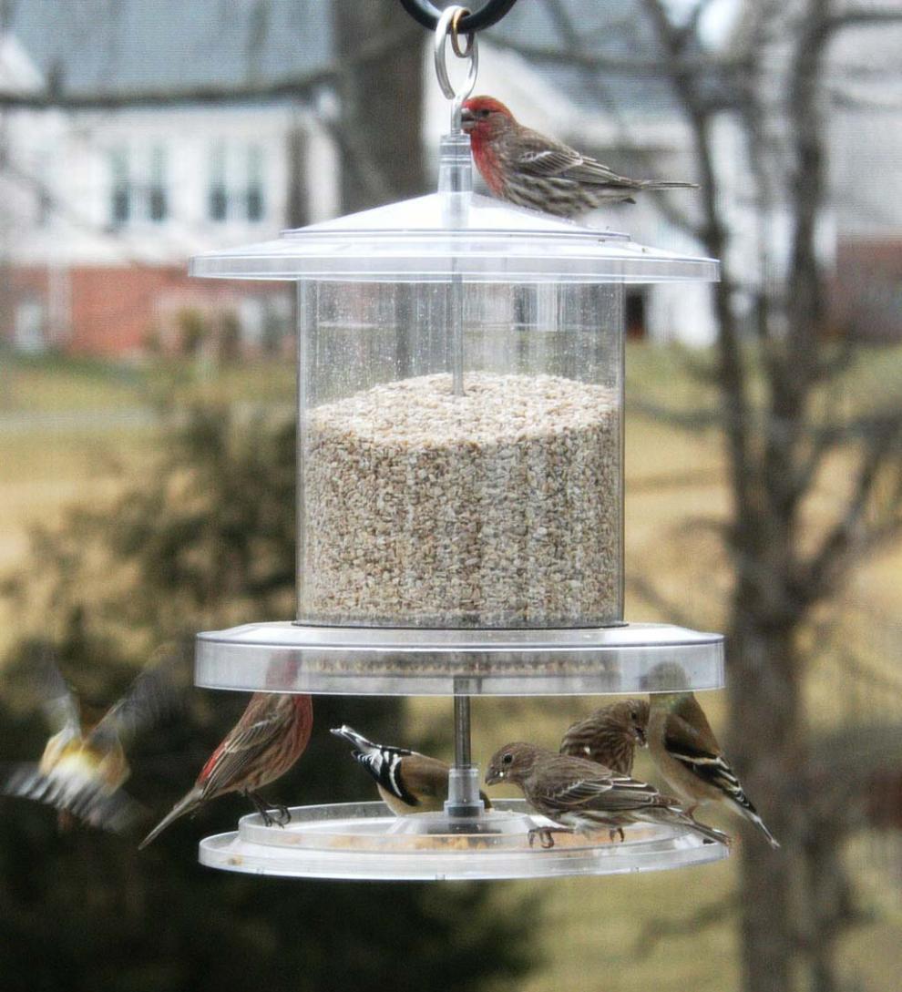 Plow &amp; Hearth Bird Feeders | Yard &amp; Garden All-Weather 6-Quart Clear Feeder