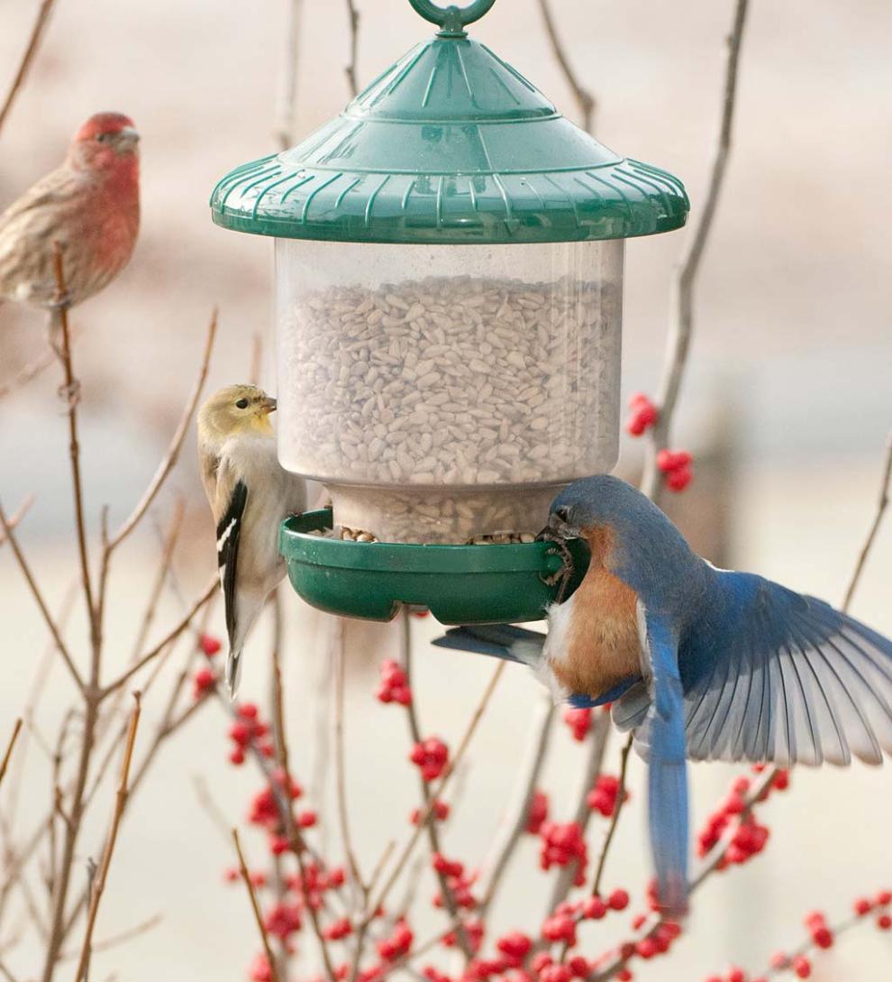 Plow &amp; Hearth Bird Feeders | Yard &amp; Garden Clinger Hanging Bird Feeder - Green