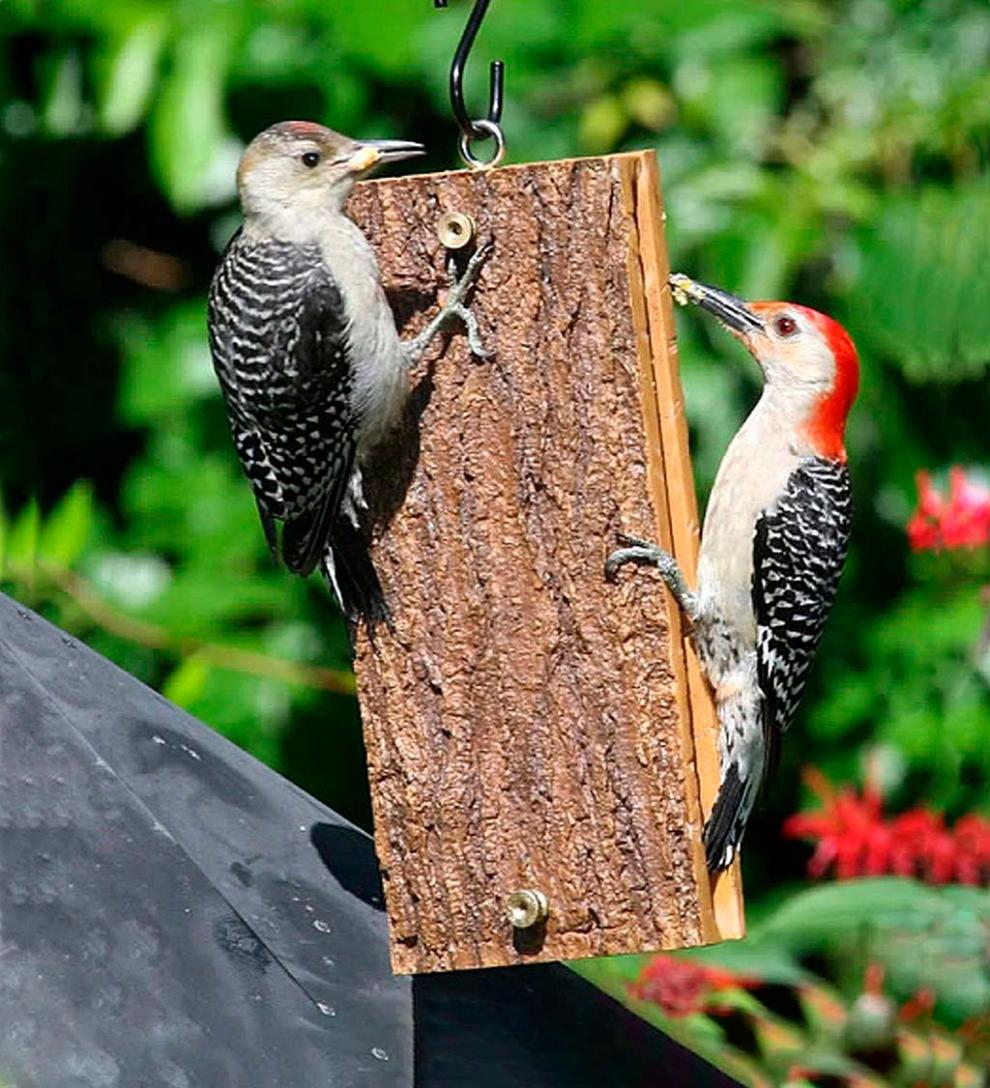 Plow &amp; Hearth Bird Feeders | Yard &amp; Garden Deluxe Suet Sandwich Feeder