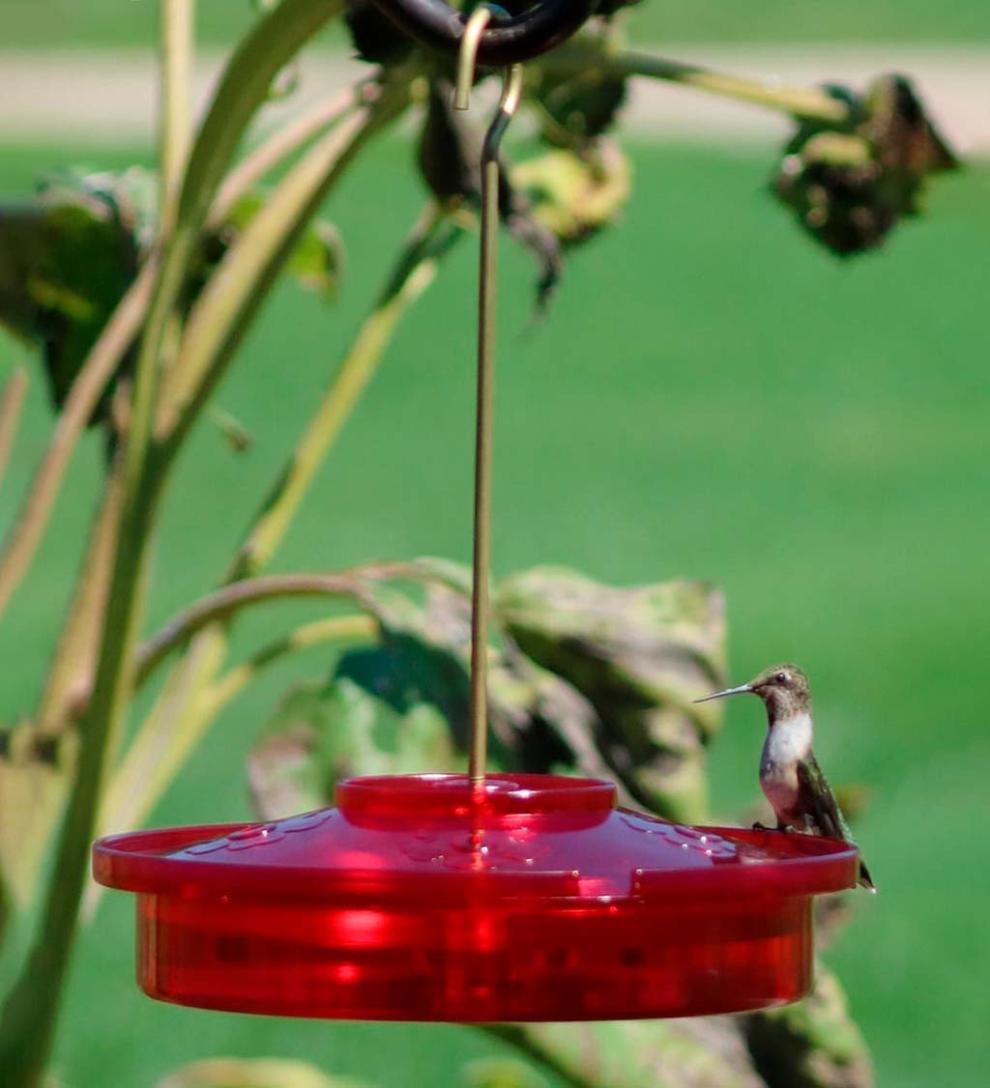 Plow &amp; Hearth Bird Feeders | Yard &amp; Garden Hanging Hummingbird Haven Feeder