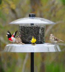 Plow &amp; Hearth Bird Feeders | Yard &amp; Garden Jagunda Squirrel Proof Feeder