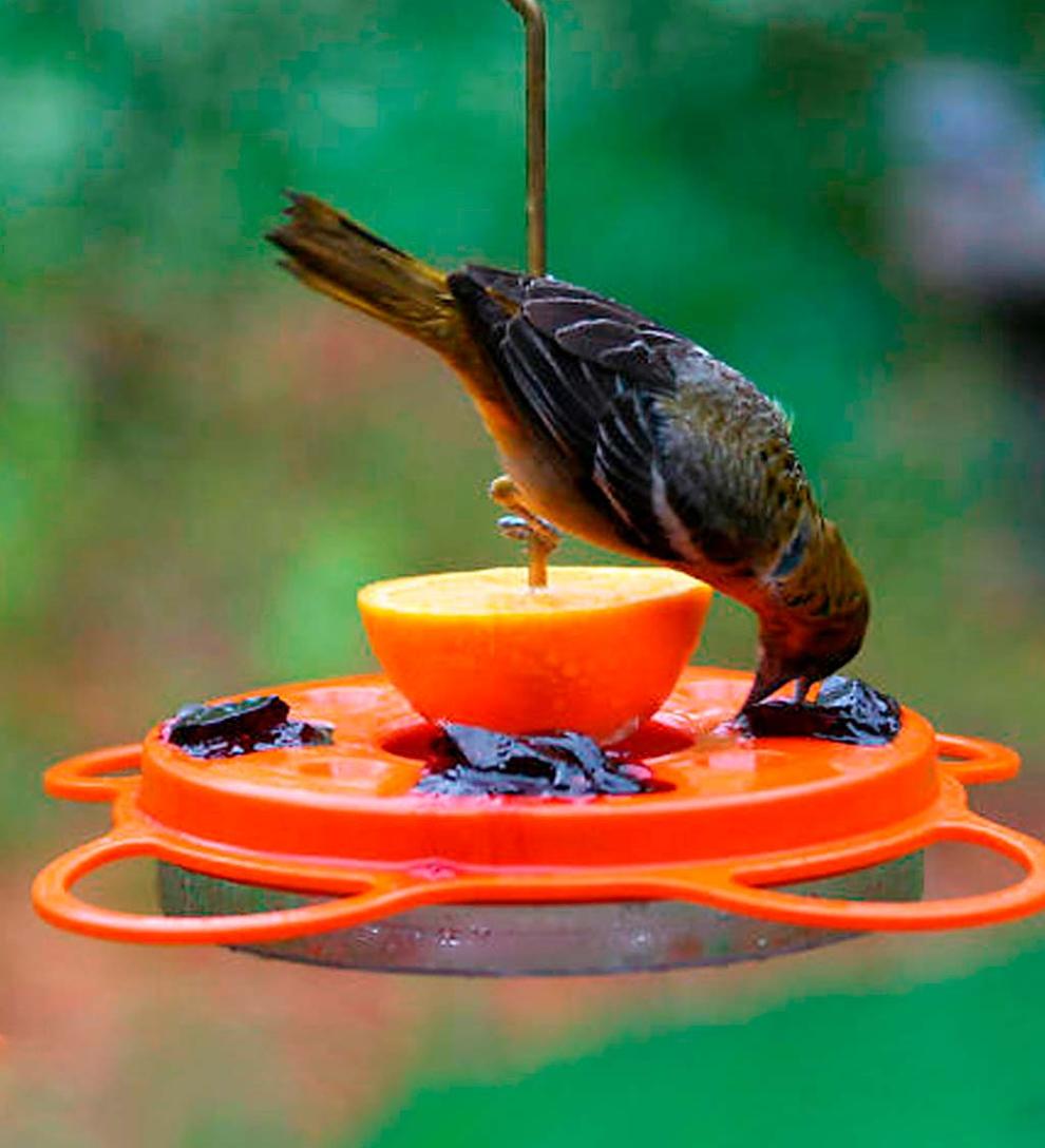 Plow &amp; Hearth Bird Feeders | Yard &amp; Garden Oriolefest Oriole Feeder, 12 Oz.
