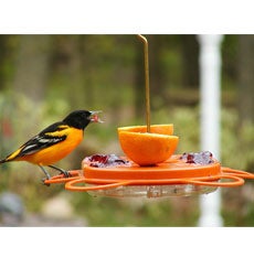 Plow &amp; Hearth Bird Feeders | Yard &amp; Garden Oriolefest Oriole Feeder, 12 Oz.