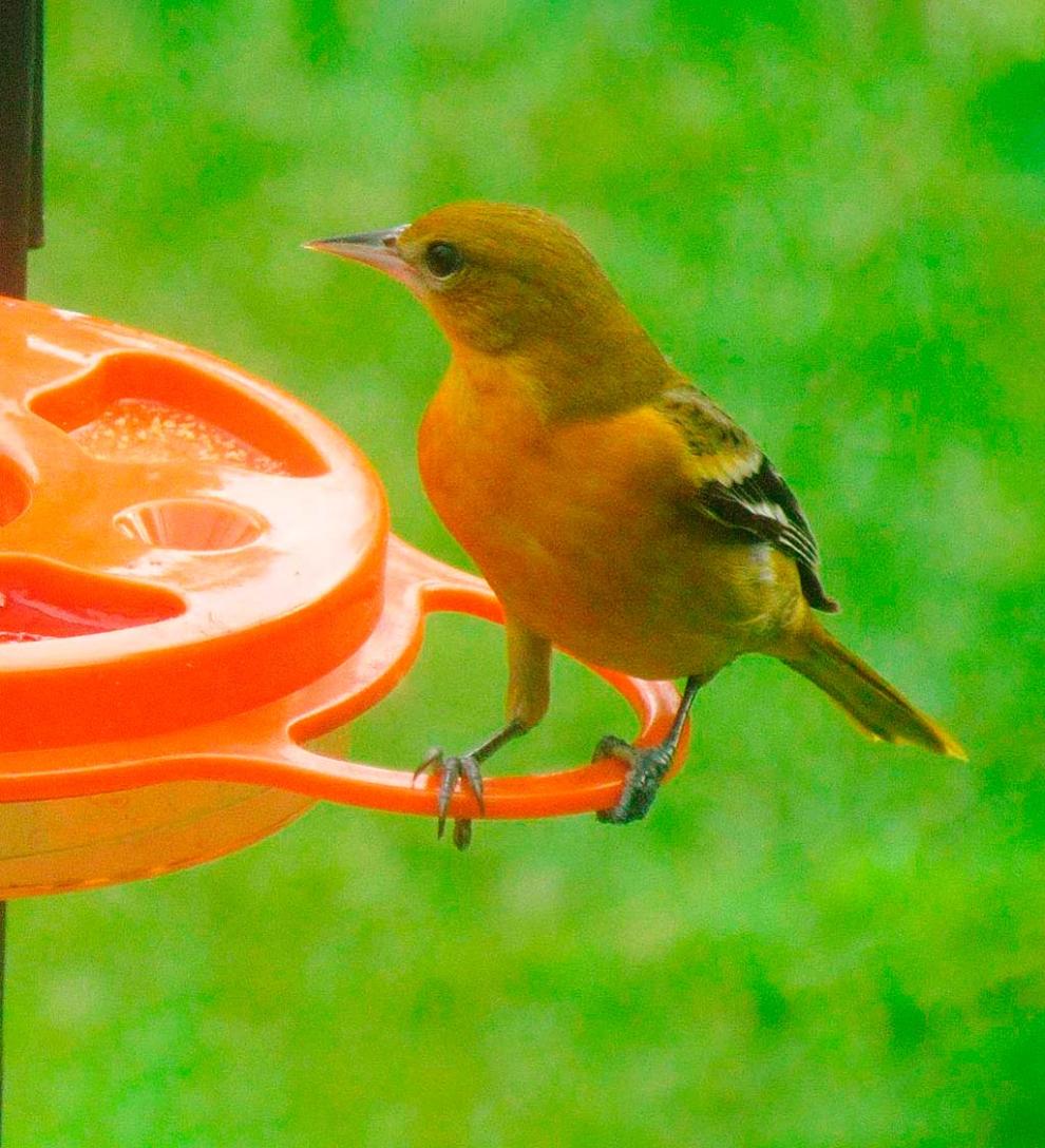 Plow &amp; Hearth Bird Feeders | Yard &amp; Garden Oriolefest Oriole Feeder