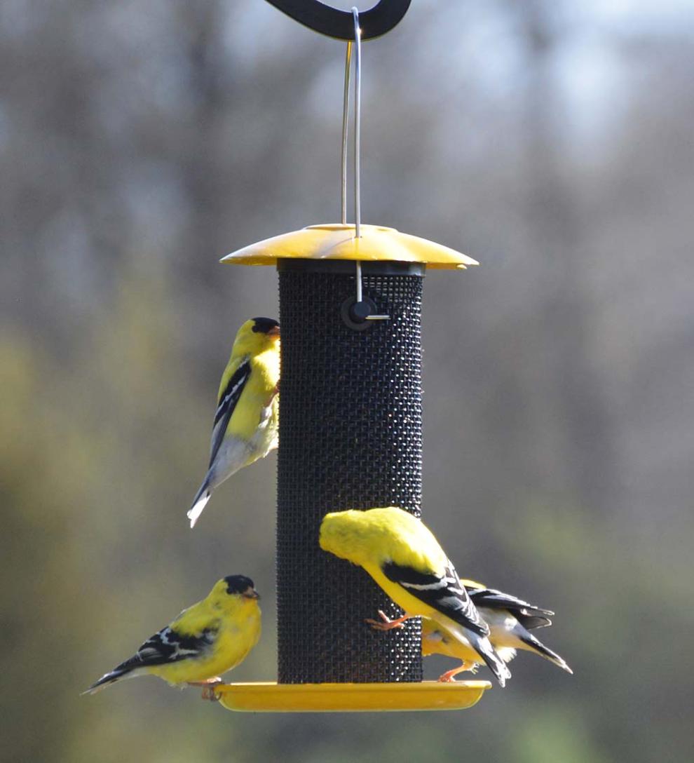 Plow &amp; Hearth Bird Feeders | Yard &amp; Garden Petite Yellow Thistle Seed Bird Feeder - Yellow