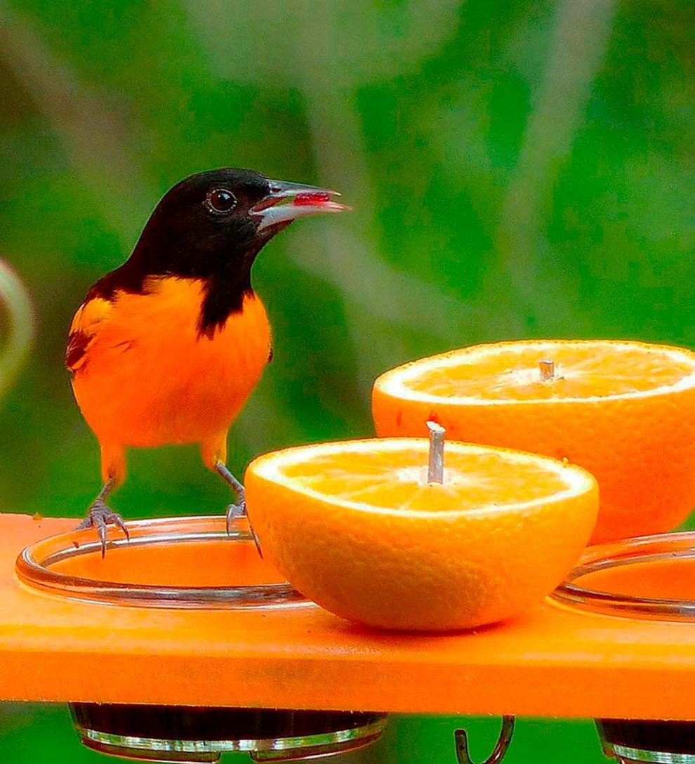 Plow &amp; Hearth Bird Feeders | Yard &amp; Garden Recycled Plastic Poly-Lumber Oriole Bird Feeder