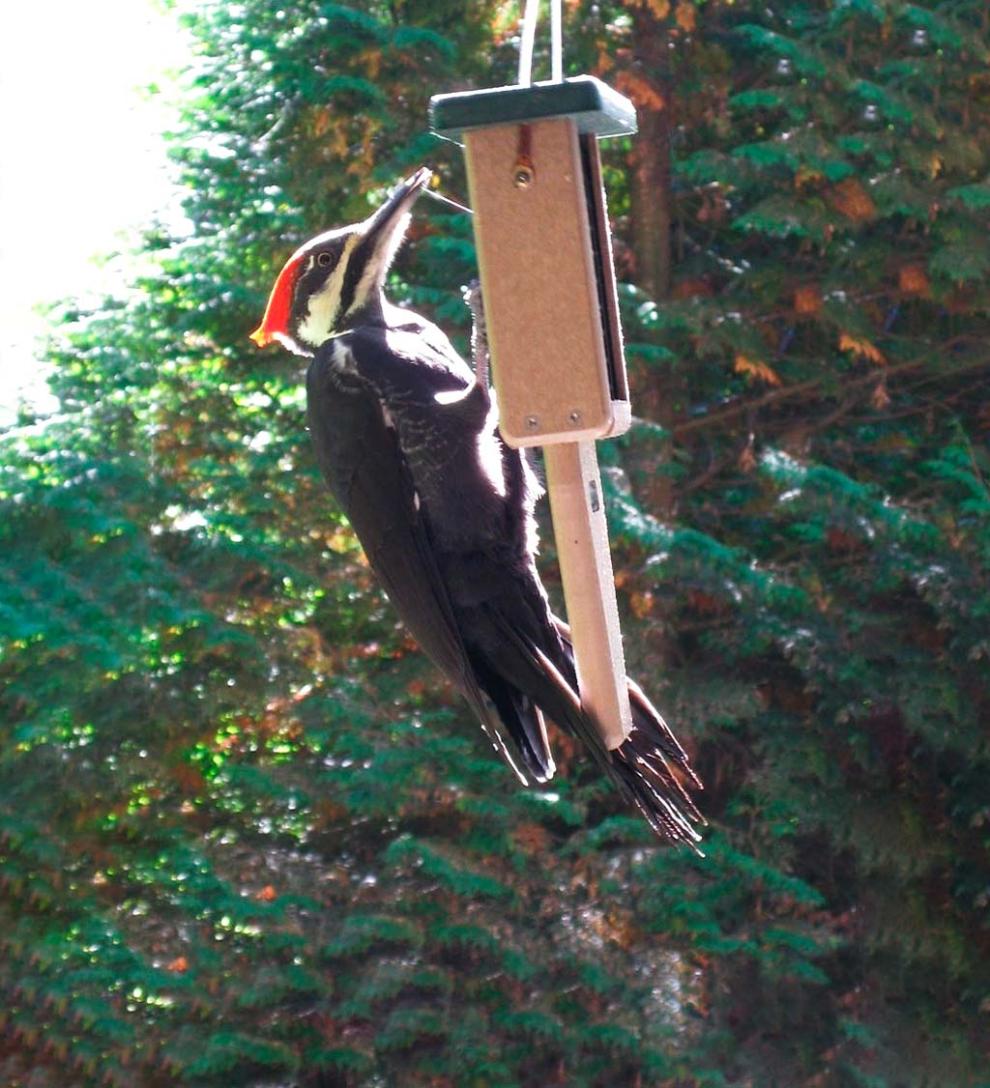 Plow &amp; Hearth Bird Feeders | Yard &amp; Garden Single Cake Suet Feeder