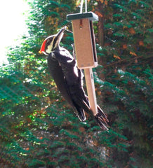 Plow &amp; Hearth Bird Feeders | Yard &amp; Garden Single Cake Suet Feeder