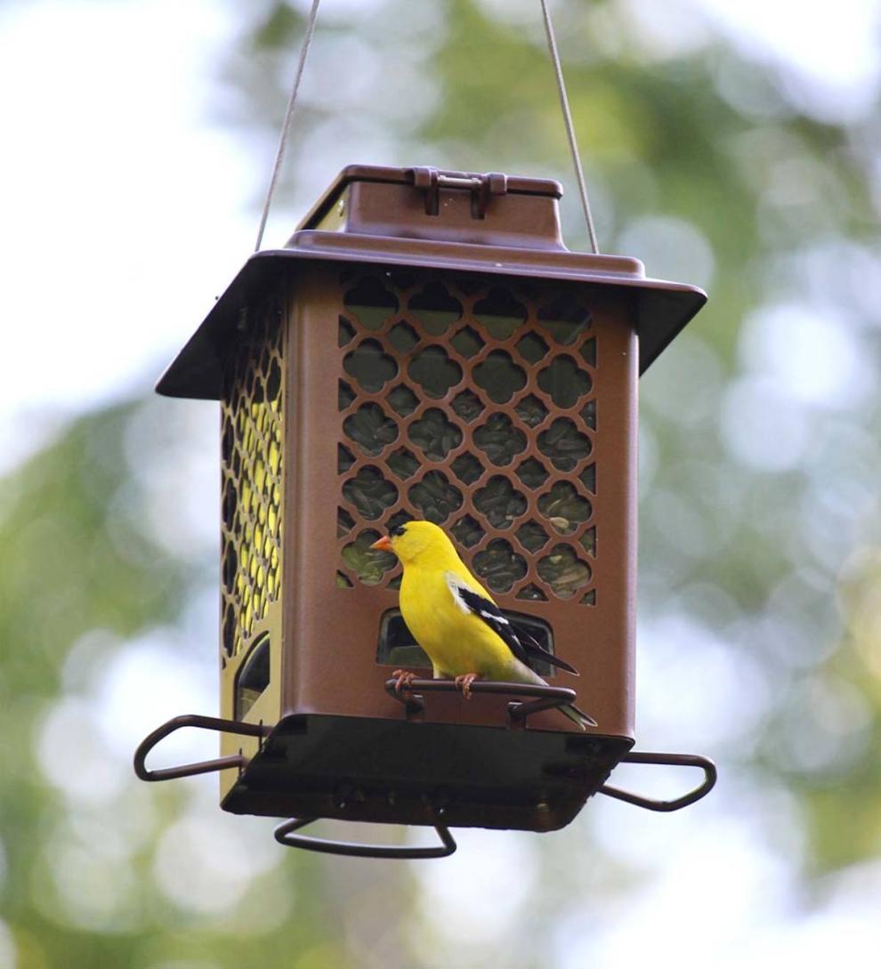 Plow &amp; Hearth Bird Feeders | Yard &amp; Garden Squirrel-Resistant Metal Hopper Bird Feeder