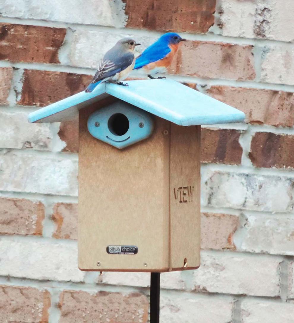 Plow &amp; Hearth Birdhouses | Yard &amp; Garden Recycled Poly-Lumber Ultimate Bluebird House