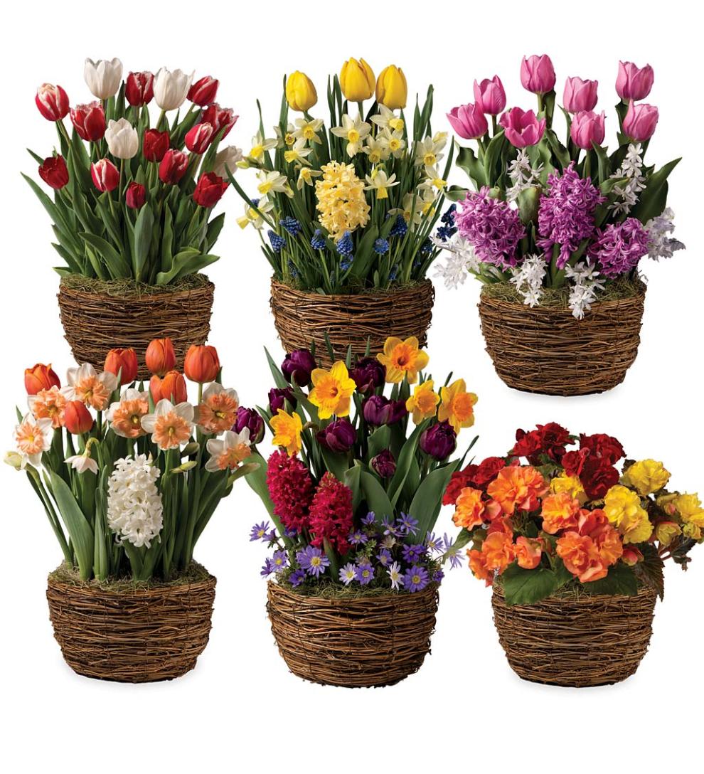 Plow &amp; Hearth Garden Accents | Indoor Living Six Months Of Spring Flower Bulb Gift Gardens