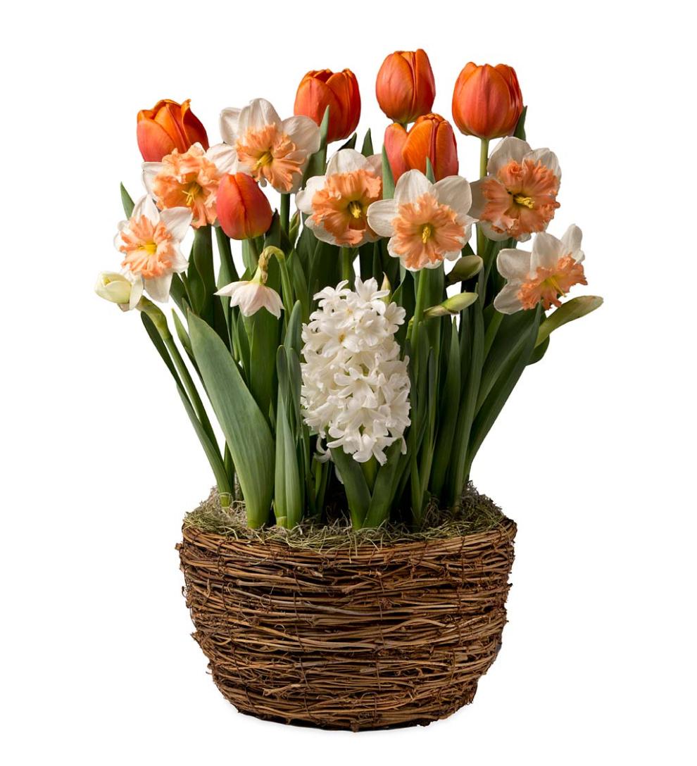 Plow &amp; Hearth Garden Accents | Indoor Living Six Months Of Spring Flower Bulb Gift Gardens