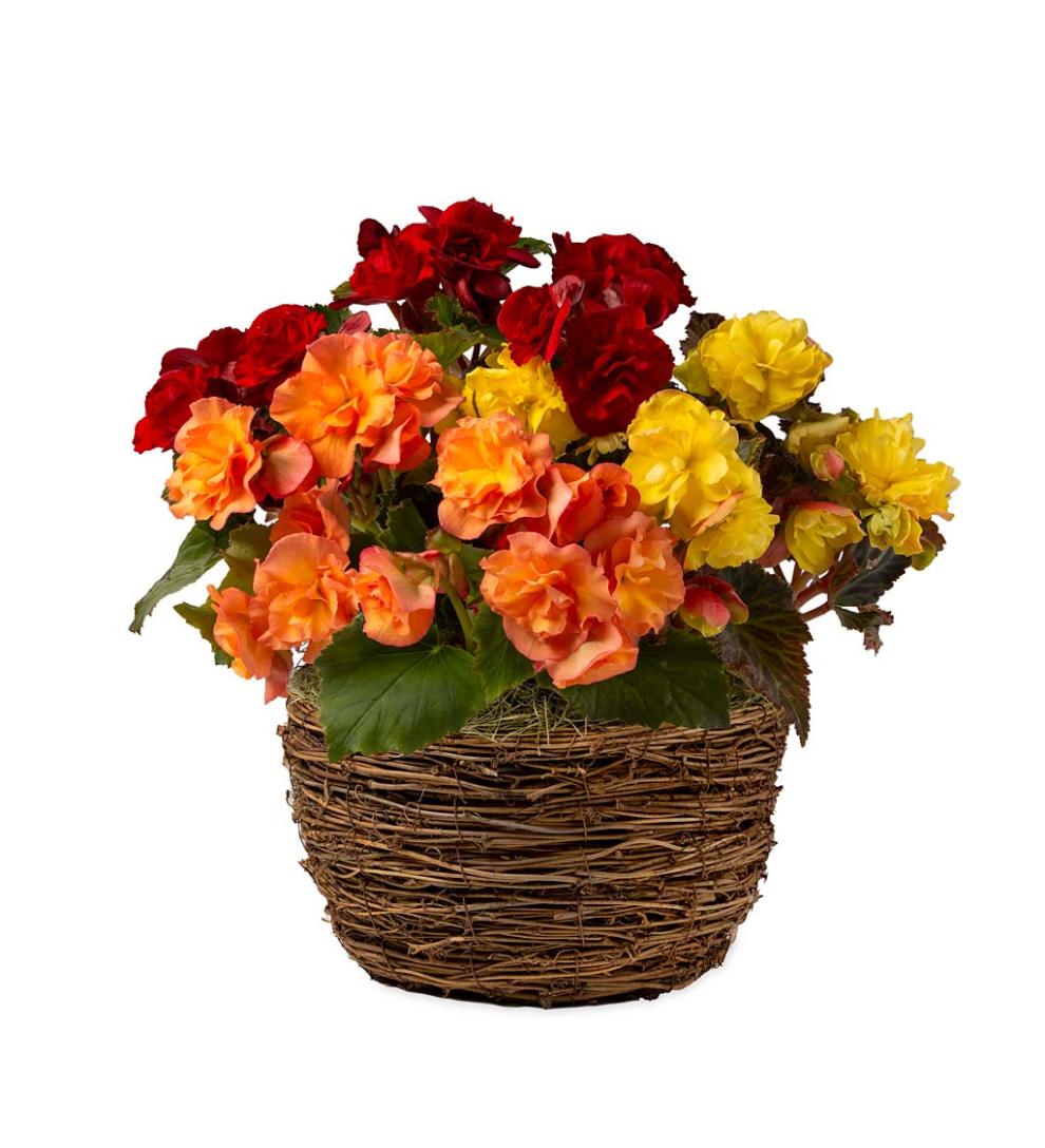 Plow &amp; Hearth Garden Accents | Indoor Living Six Months Of Spring Flower Bulb Gift Gardens