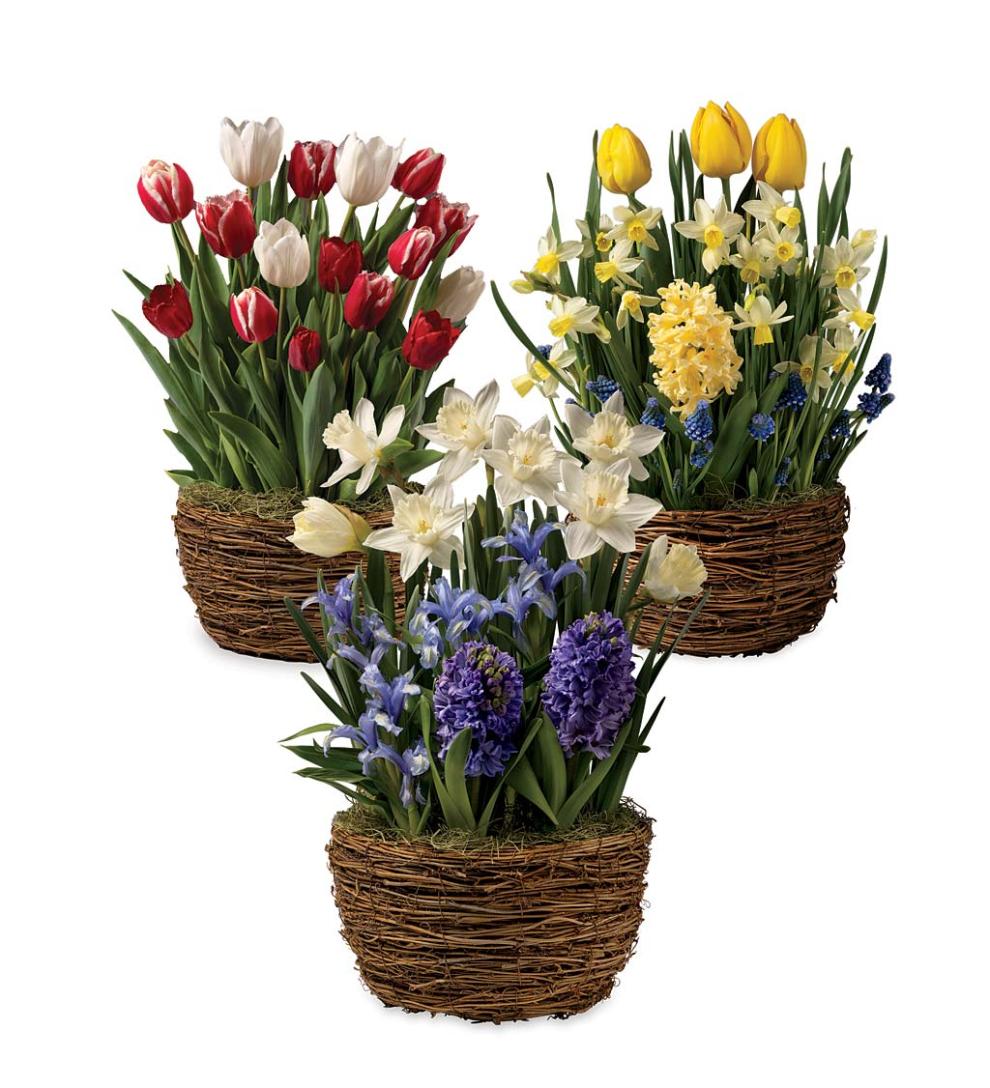 Plow &amp; Hearth Garden Accents | Indoor Living Three Months Of Spring Flower Bulb Gift Gardens