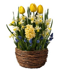 Plow &amp; Hearth Garden Accents | Indoor Living Three Months Of Spring Flower Bulb Gift Gardens