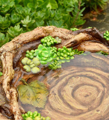 Plow &amp; Hearth Garden Accents | Yard &amp; Garden Succulent Bird Nest Tree Stump Birdbath