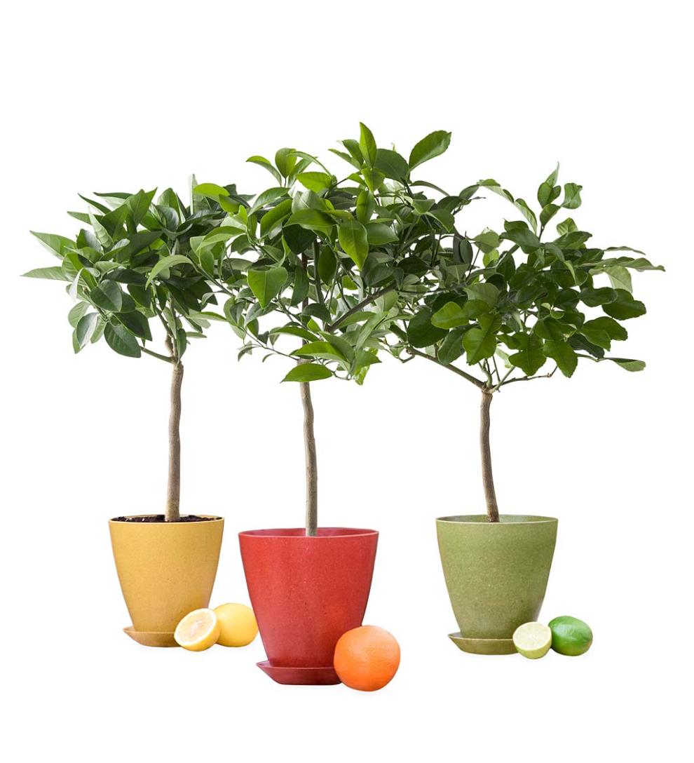 Plow &amp; Hearth Home Accents | Indoor Living Citrus Tree In Colorful Rice Hull Pot - Lemon