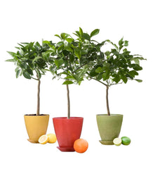 Plow &amp; Hearth Home Accents | Indoor Living Citrus Tree In Colorful Rice Hull Pot - Lemon