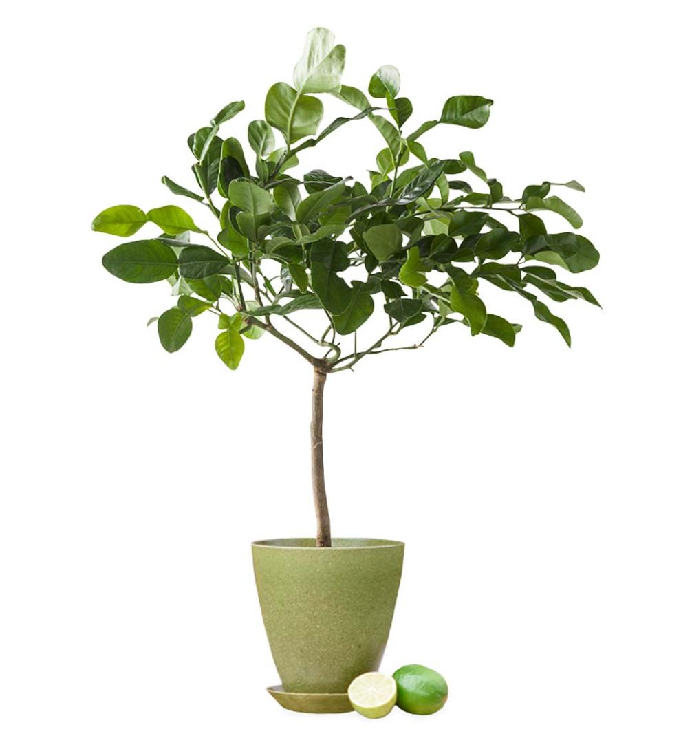 Plow &amp; Hearth Home Accents | Indoor Living Citrus Tree In Colorful Rice Hull Pot - Lemon