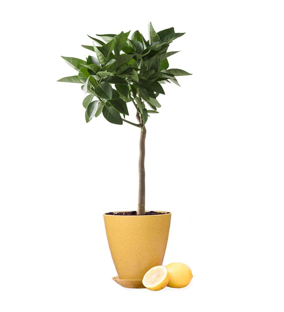 Plow &amp; Hearth Home Accents | Indoor Living Citrus Tree In Colorful Rice Hull Pot - Lemon