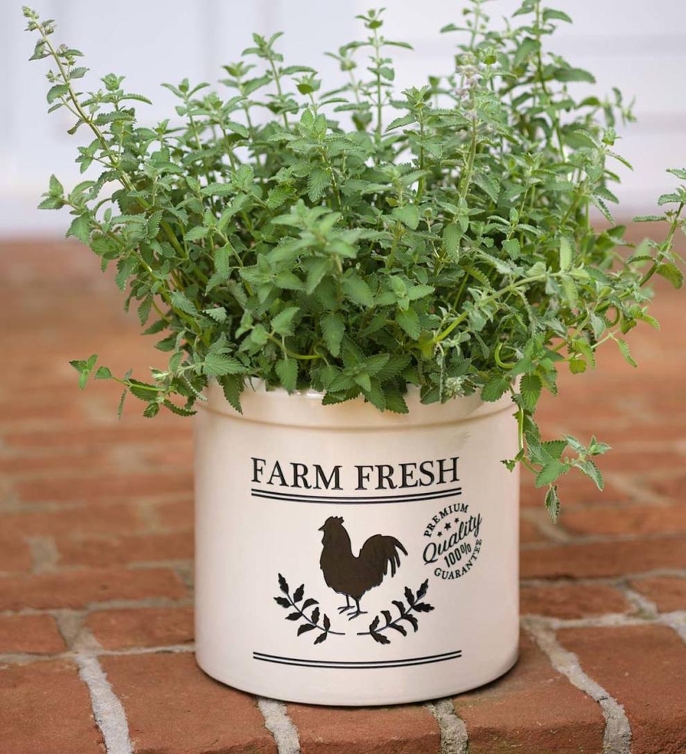 Plow &amp; Hearth Home Accents | Indoor Living Farm Fresh Rooster Stoneware Crock - Black