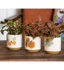 Plow &amp; Hearth Home Accents | Indoor Living Harvest Ceramic Cachepots, Set Of 3