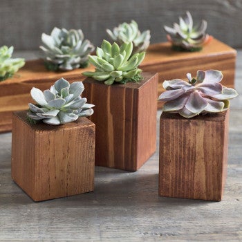 Plow &amp; Hearth Home Accents | Indoor Living Succulents In Cedar Wood Planters, Set Of 3