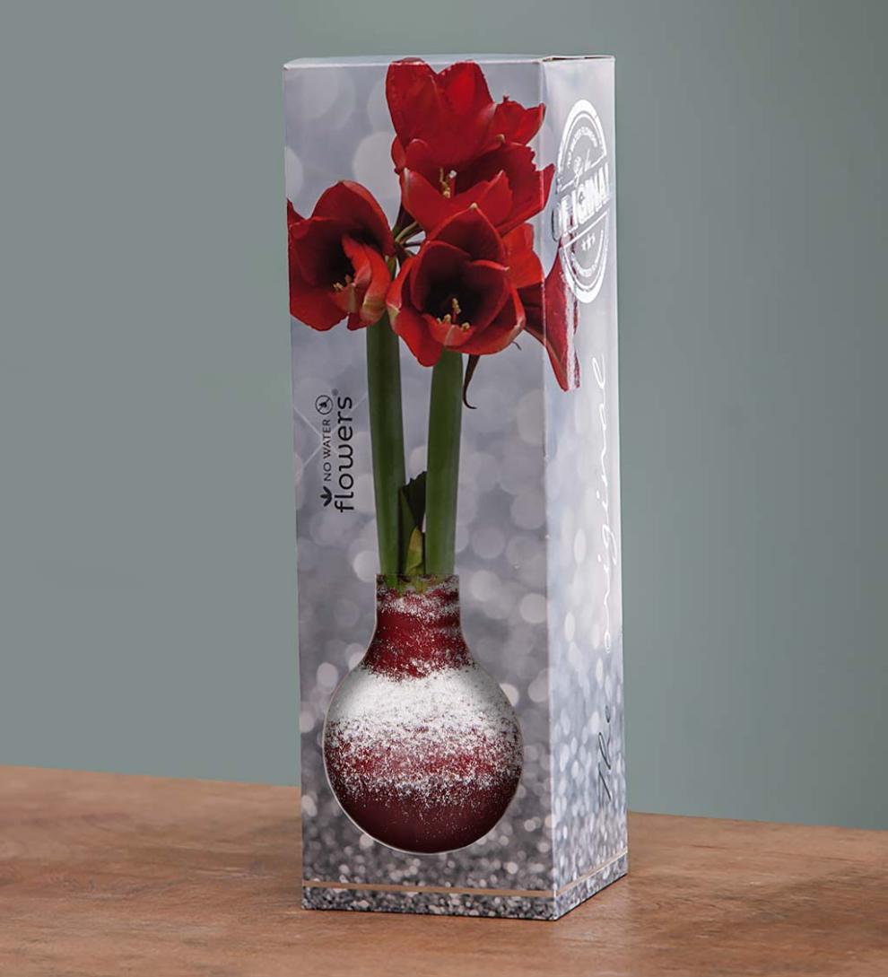 Plow &amp; Hearth Home Accents | Indoor Living Waxed Self-Contained Amaryllis Flower Bulb Gift - Black With Snow