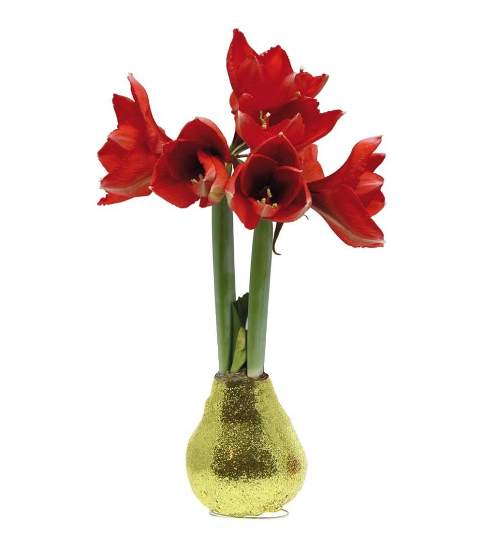 Plow &amp; Hearth Home Accents | Indoor Living Waxed Self-Contained Amaryllis Flower Bulb Gift - Black With Snow