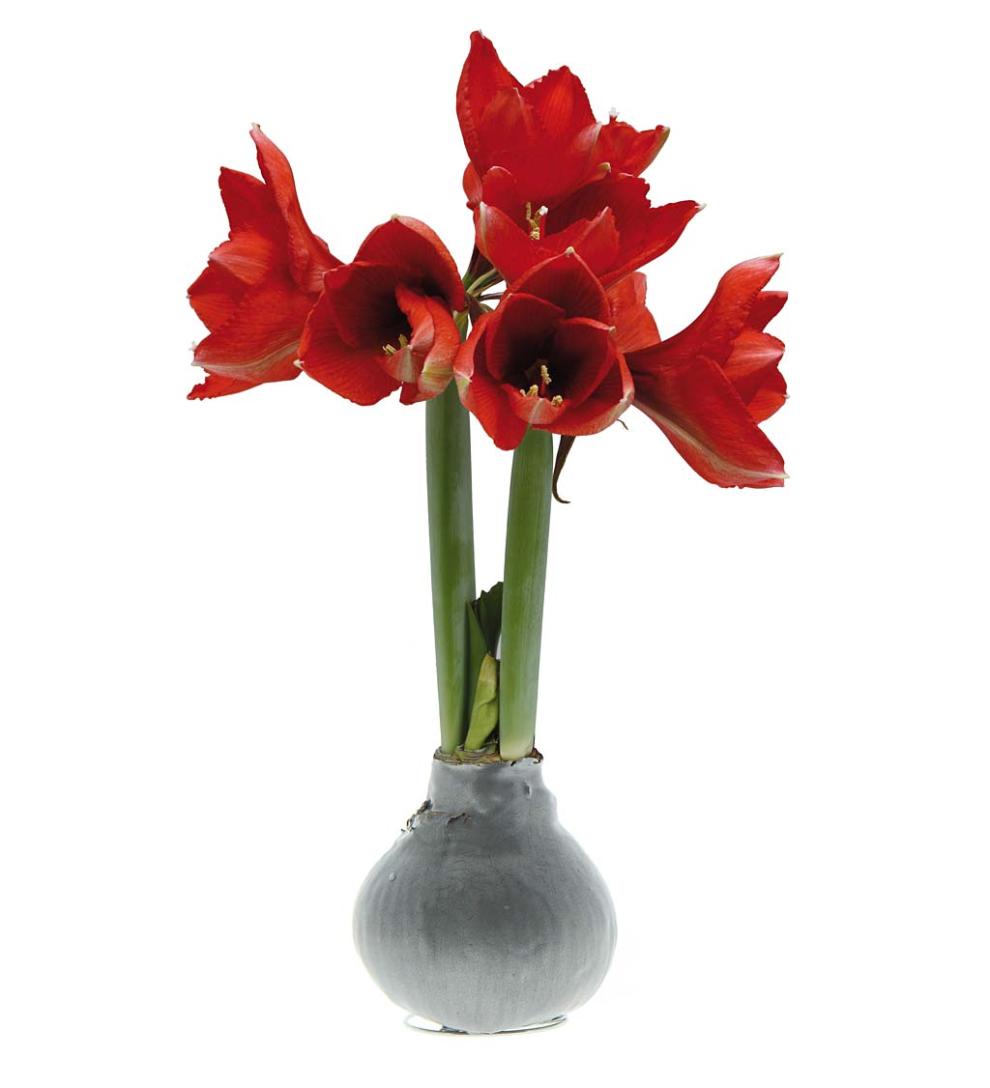 Plow &amp; Hearth Home Accents | Indoor Living Waxed Self-Contained Amaryllis Flower Bulb Gift - Black With Snow