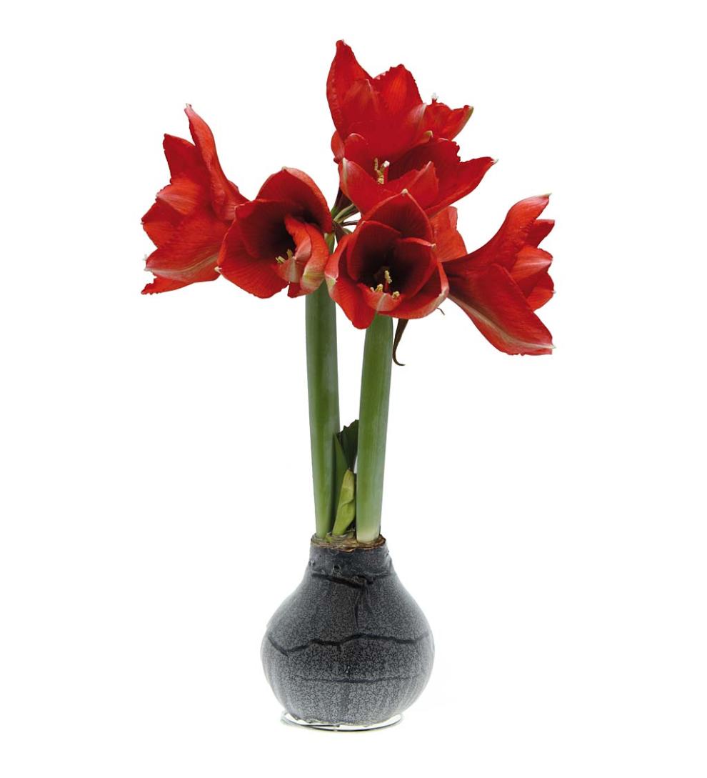Plow &amp; Hearth Home Accents | Indoor Living Waxed Self-Contained Amaryllis Flower Bulb Gift - Black With Snow