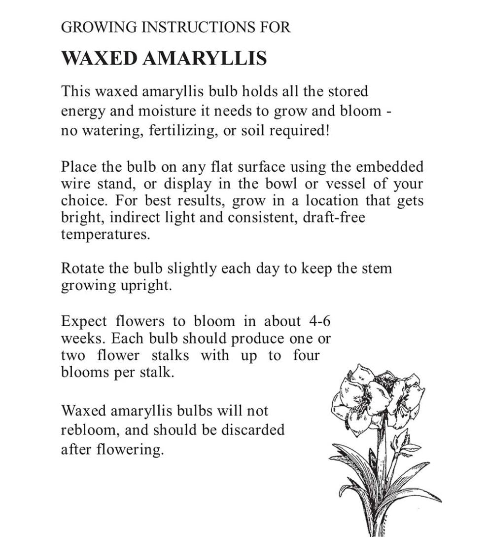 Plow &amp; Hearth Home Accents | Indoor Living Waxed Self-Contained Amaryllis Flower Bulb Gift - Black With Snow