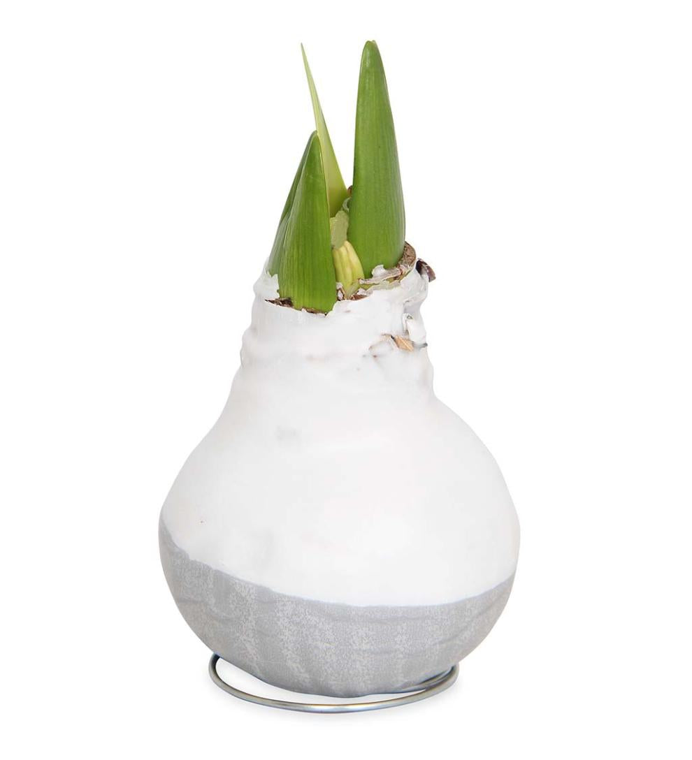 Plow &amp; Hearth Home Accents | Indoor Living Waxed Self-Contained Amaryllis Flower Bulb Gift - Black With Snow