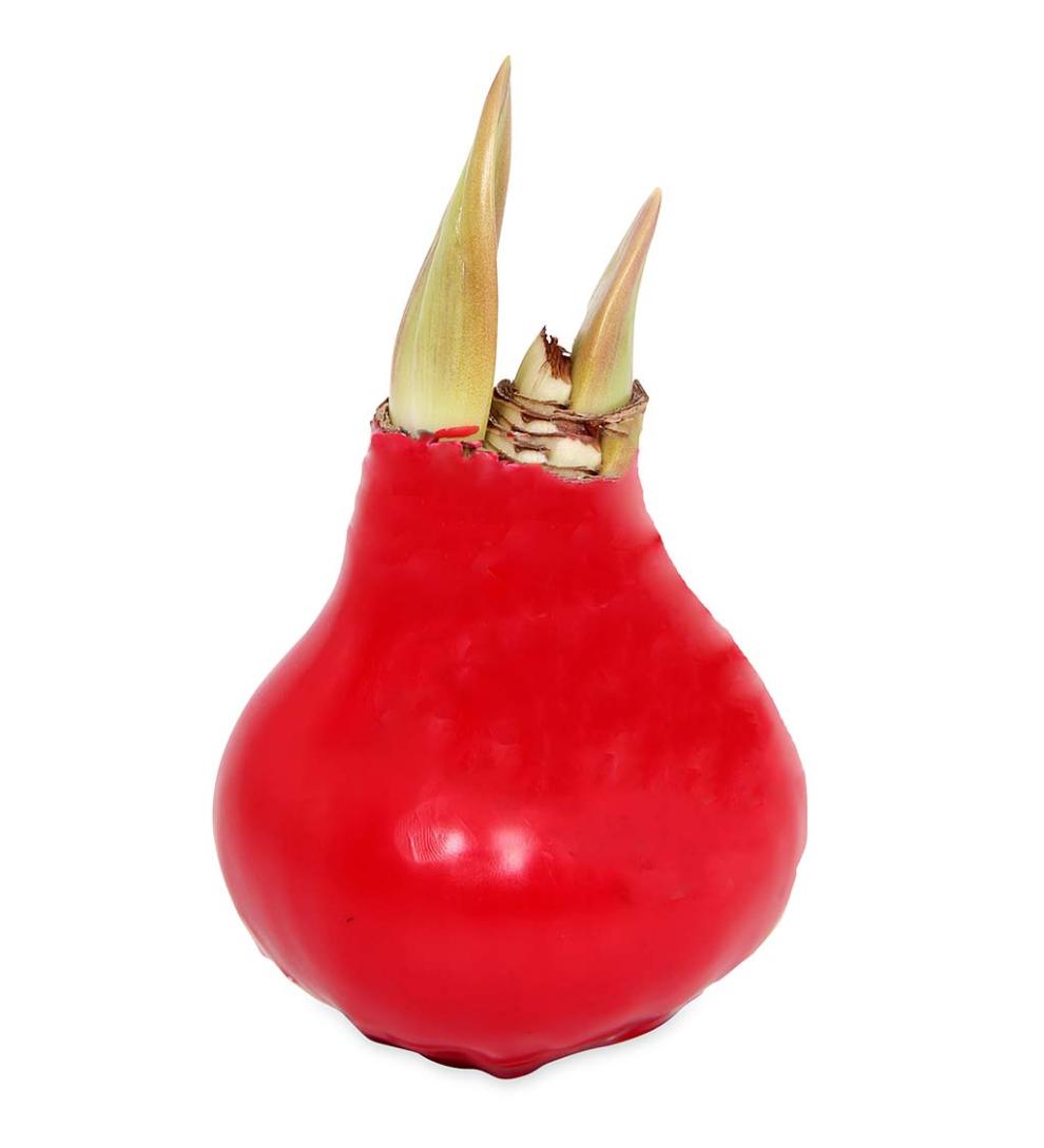 Plow &amp; Hearth Home Accents | Indoor Living Waxed Self-Contained Amaryllis Flower Bulb Gift - Black With Snow